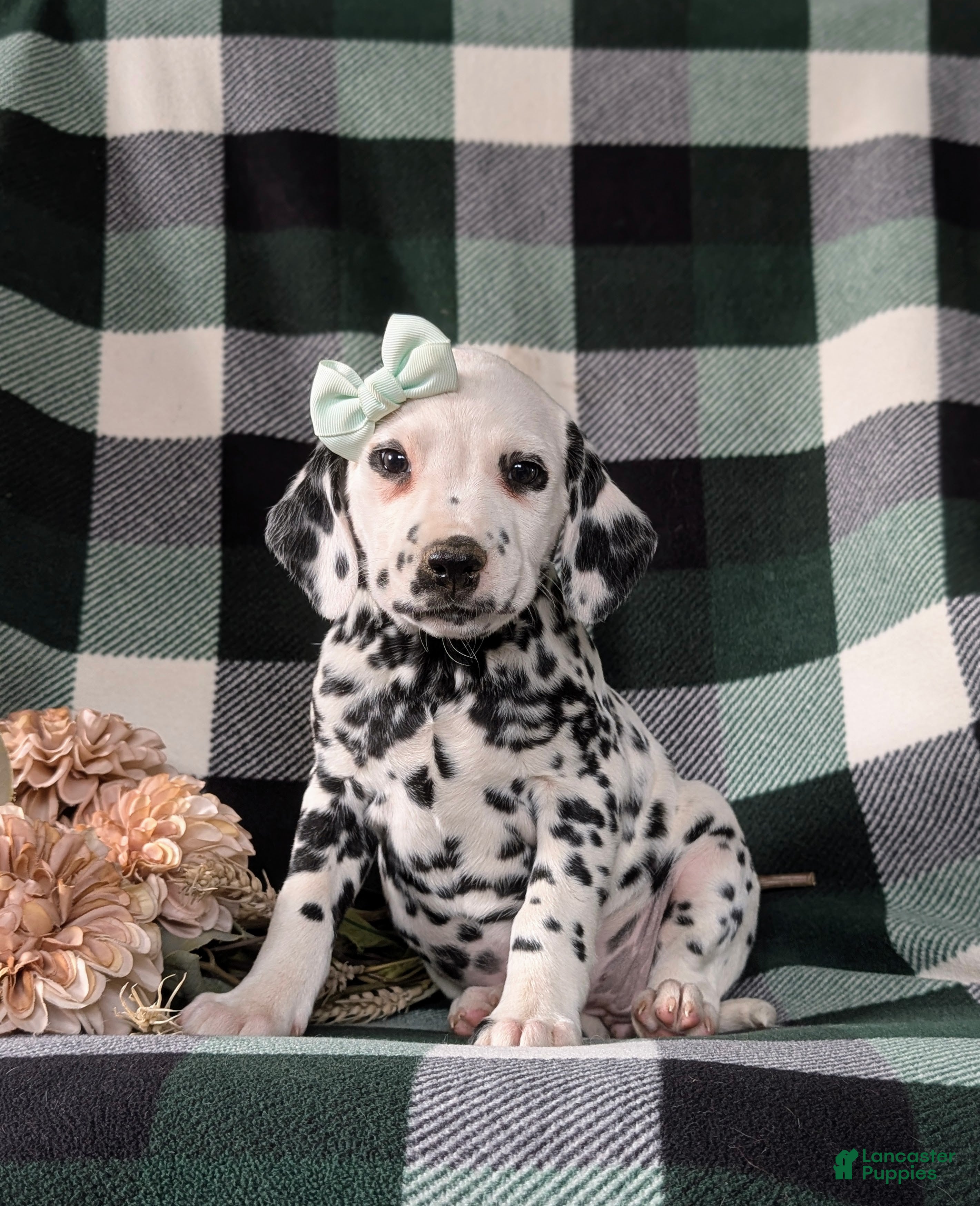 Dalmatian dogs Kristy - Ad 2