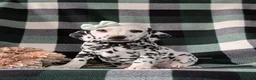 Dalmatian dogs for sale: Kristy - Ad 2