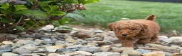 Mini Goldendoodle dogs for sale: Mini Goldendoodle 2 - Ad 4