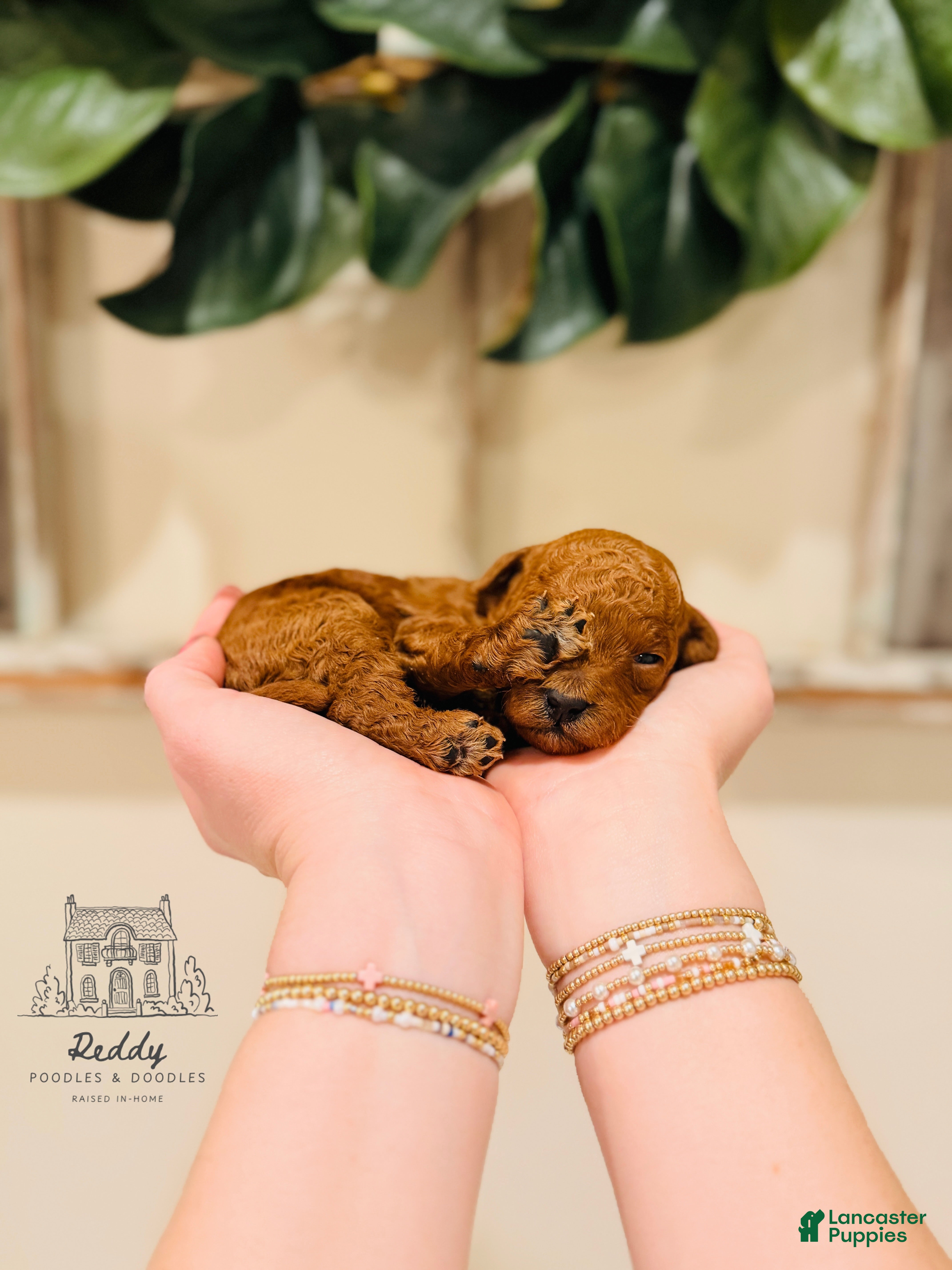 Mini Goldendoodle dogs Clay - Petite Size - Ad 41