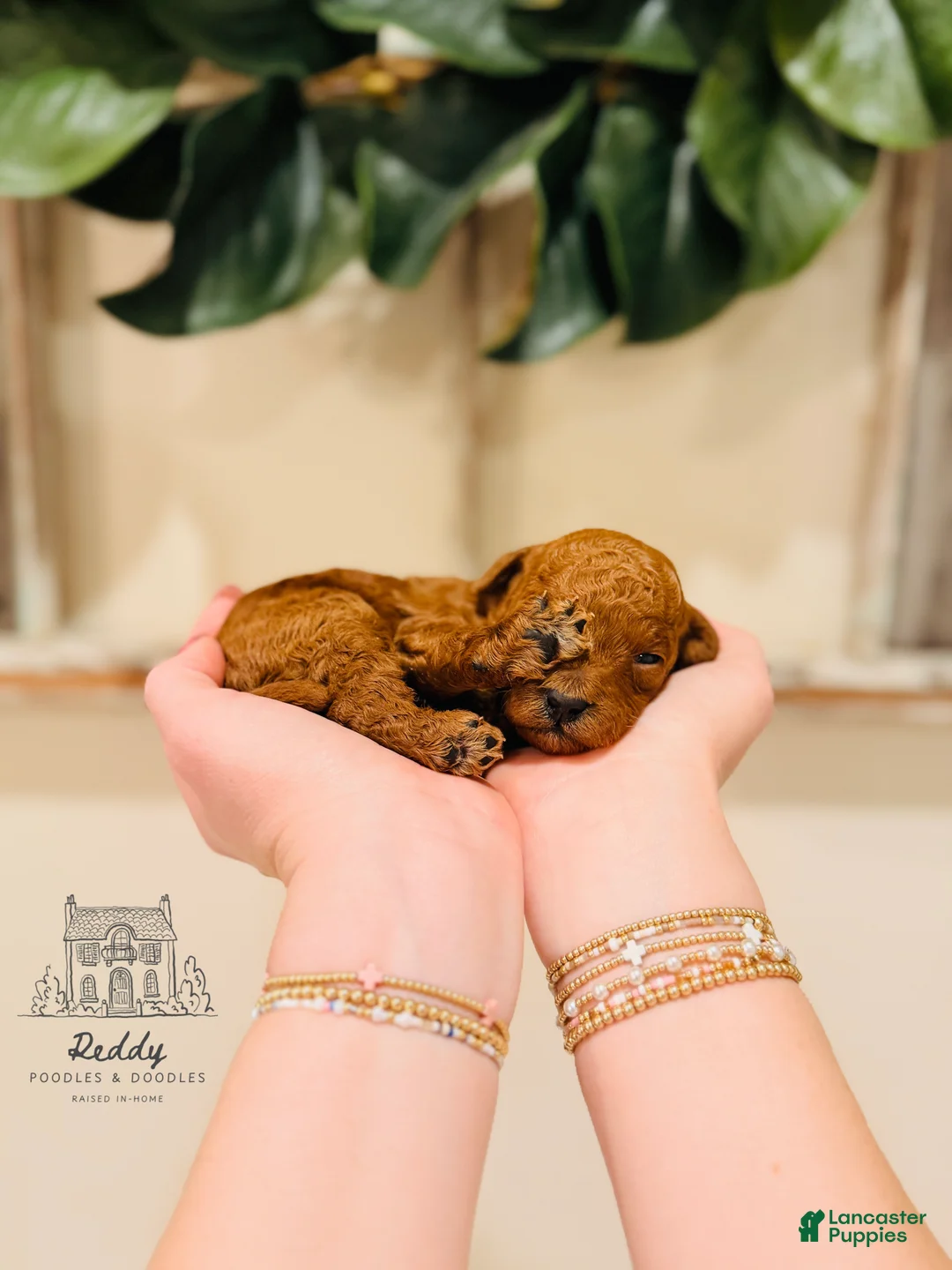 Mini Goldendoodle dogs for sale: Clay - Petite Size - Ad 1