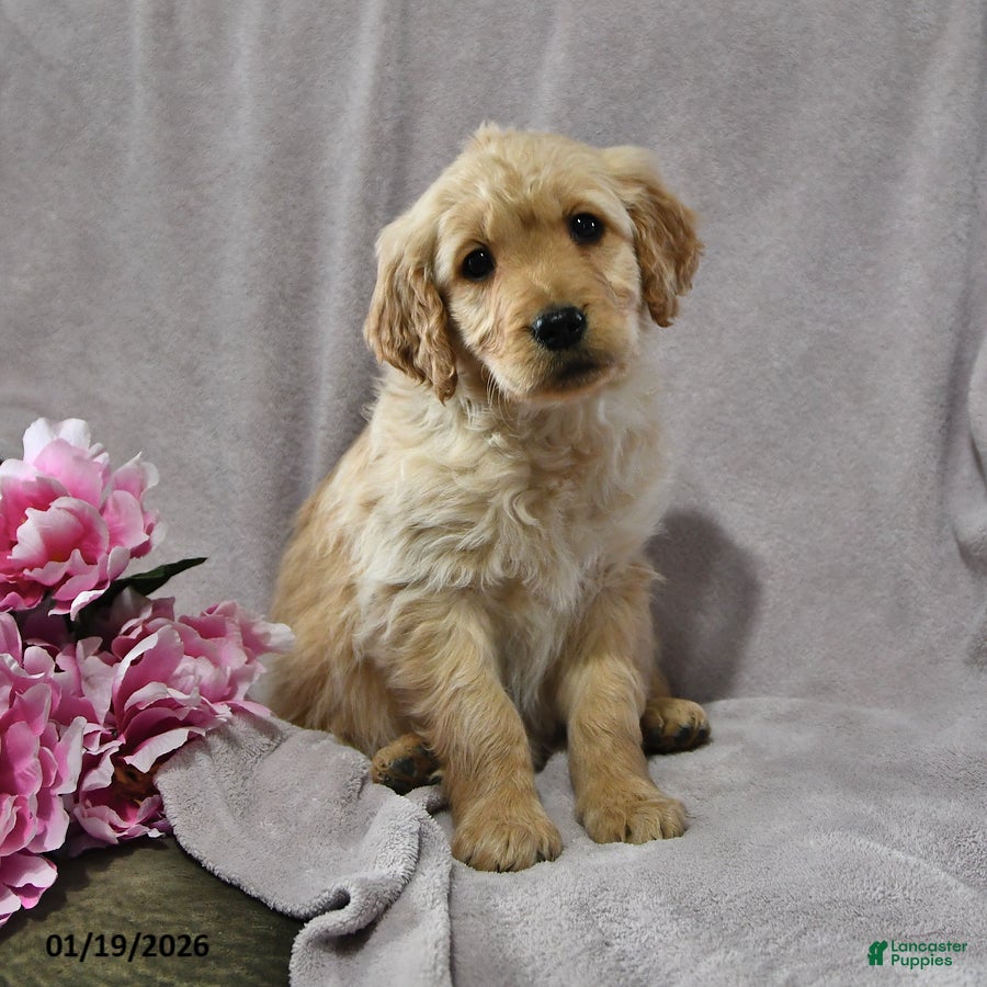 Goldendoodle dogs Holly - Ad 3