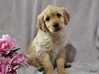 Goldendoodle dogs Holly - Ad 42