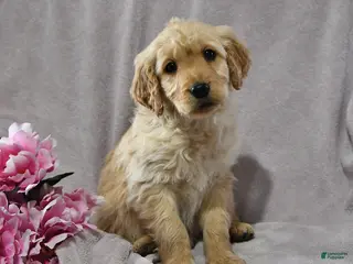 Goldendoodle dogs Holly - Ad 1