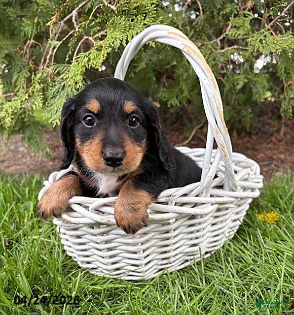 Dachshund dogs Hendrix - Ad 1