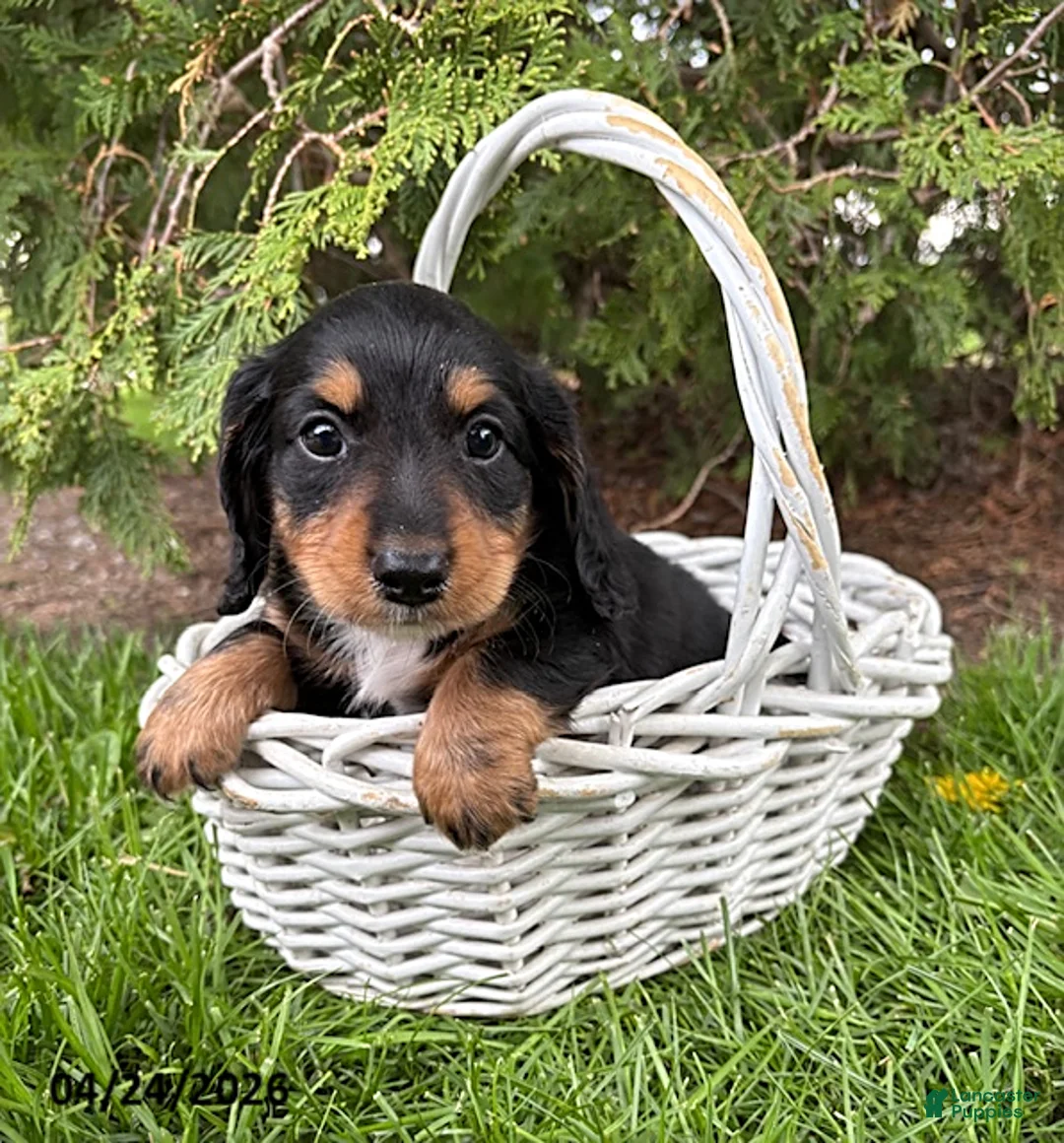 Dachshund dogs for sale: Hendrix - Ad 1