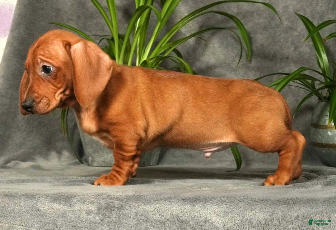 Miniature Dachshund dogs for sale: Simon - Ad 4