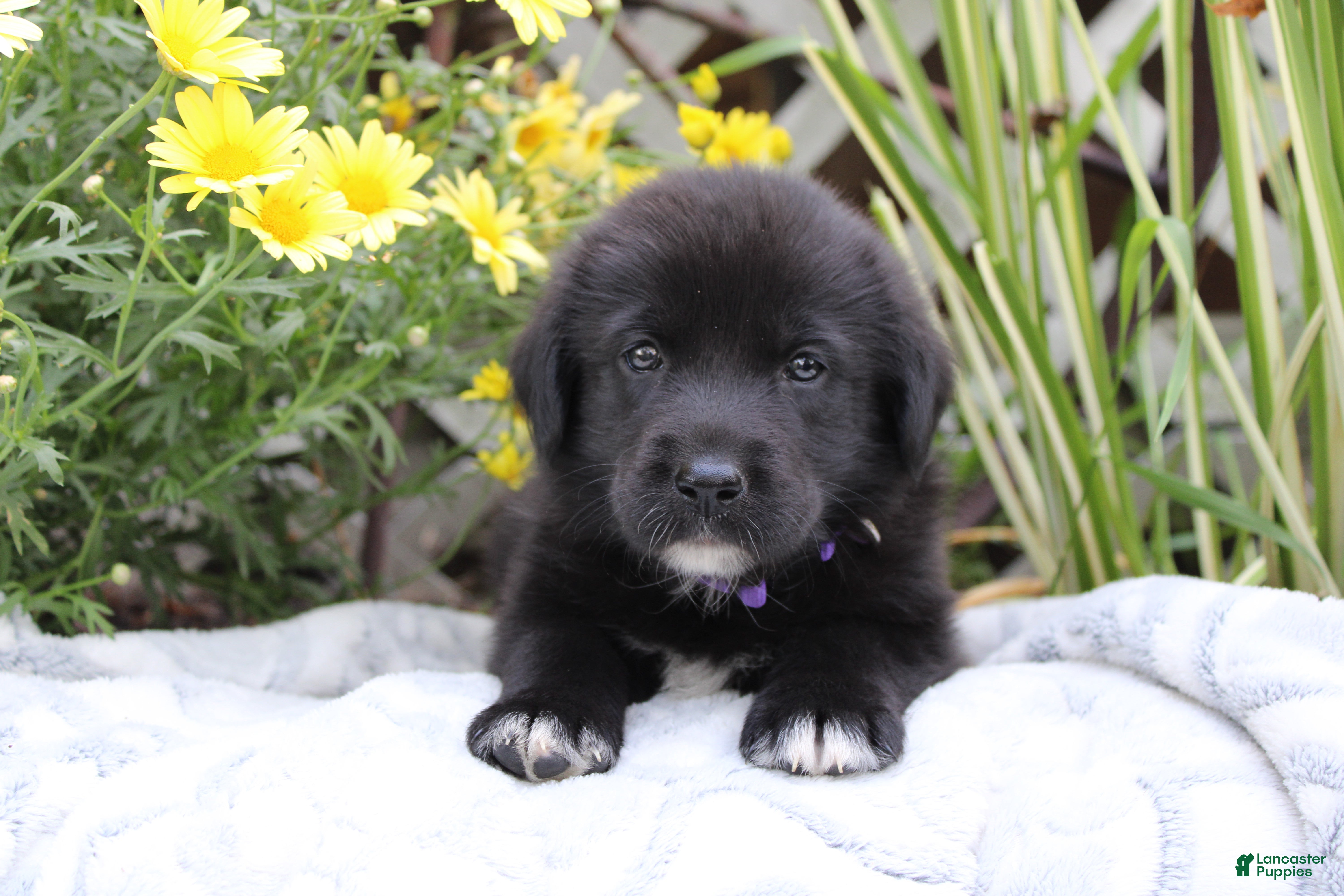 Labrador Retriever dogs Violet - Ad 1