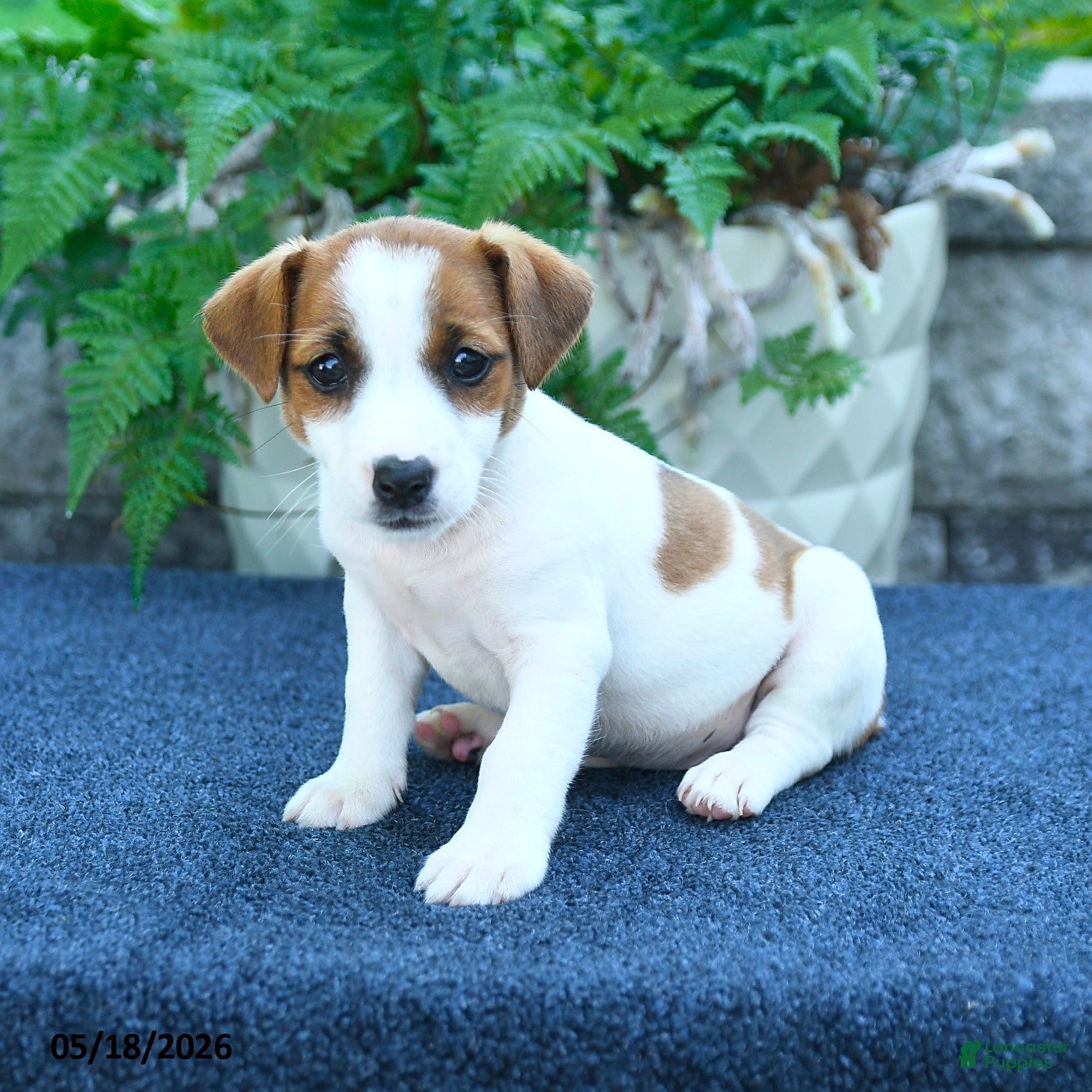 Jack Russell Terrier dogs Jasmine - Ad 1