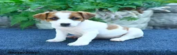 Jack Russell Terrier dogs for sale: Jasmine - Ad 1