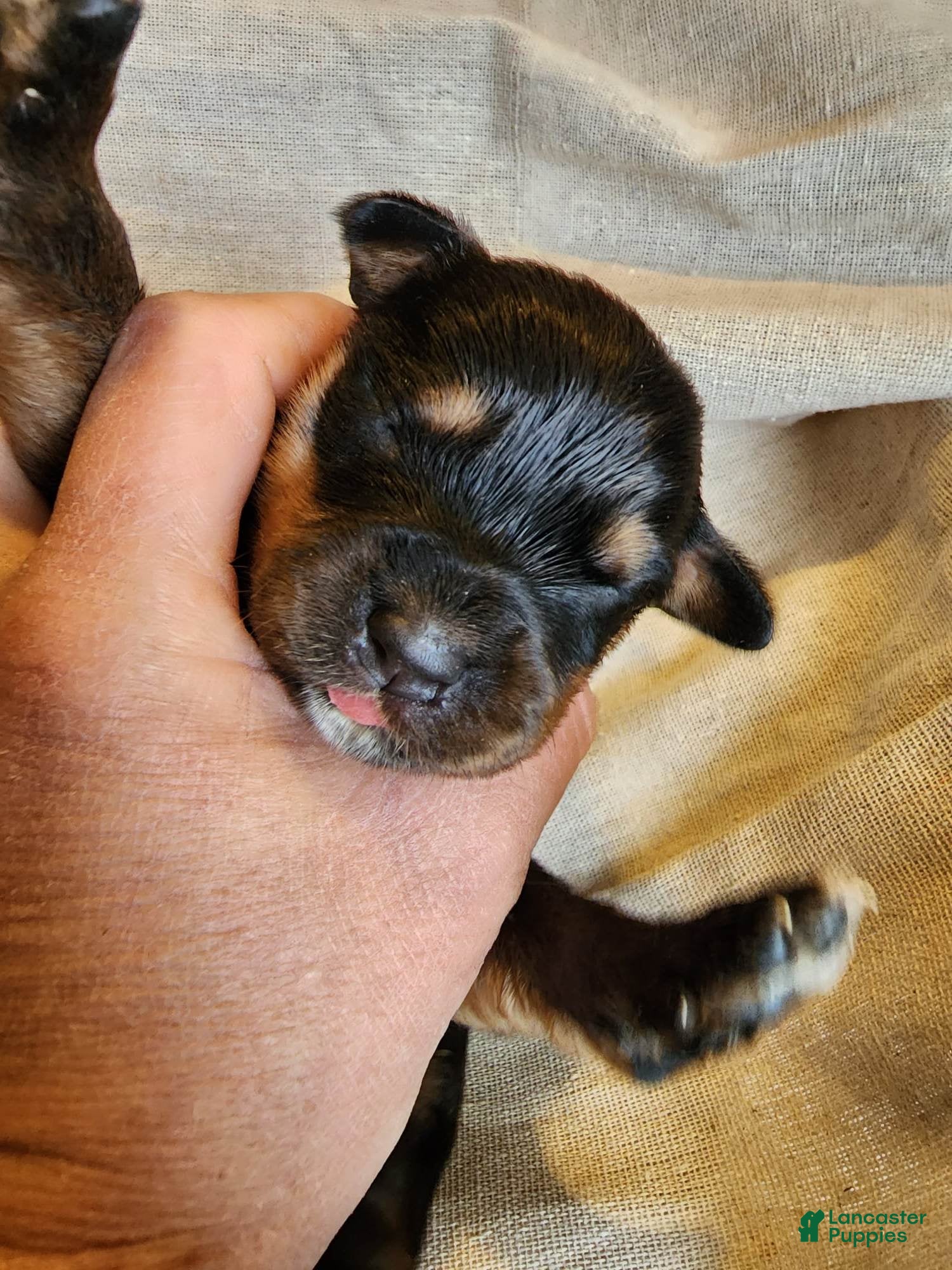 Rottweiler dogs Rott F3 - Ad 8