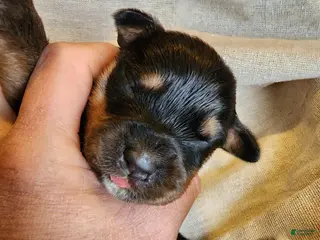 Rottweiler dogs Rott F3 - Ad 8