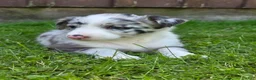 Border Collie dogs for sale: Hazel - Ad 4