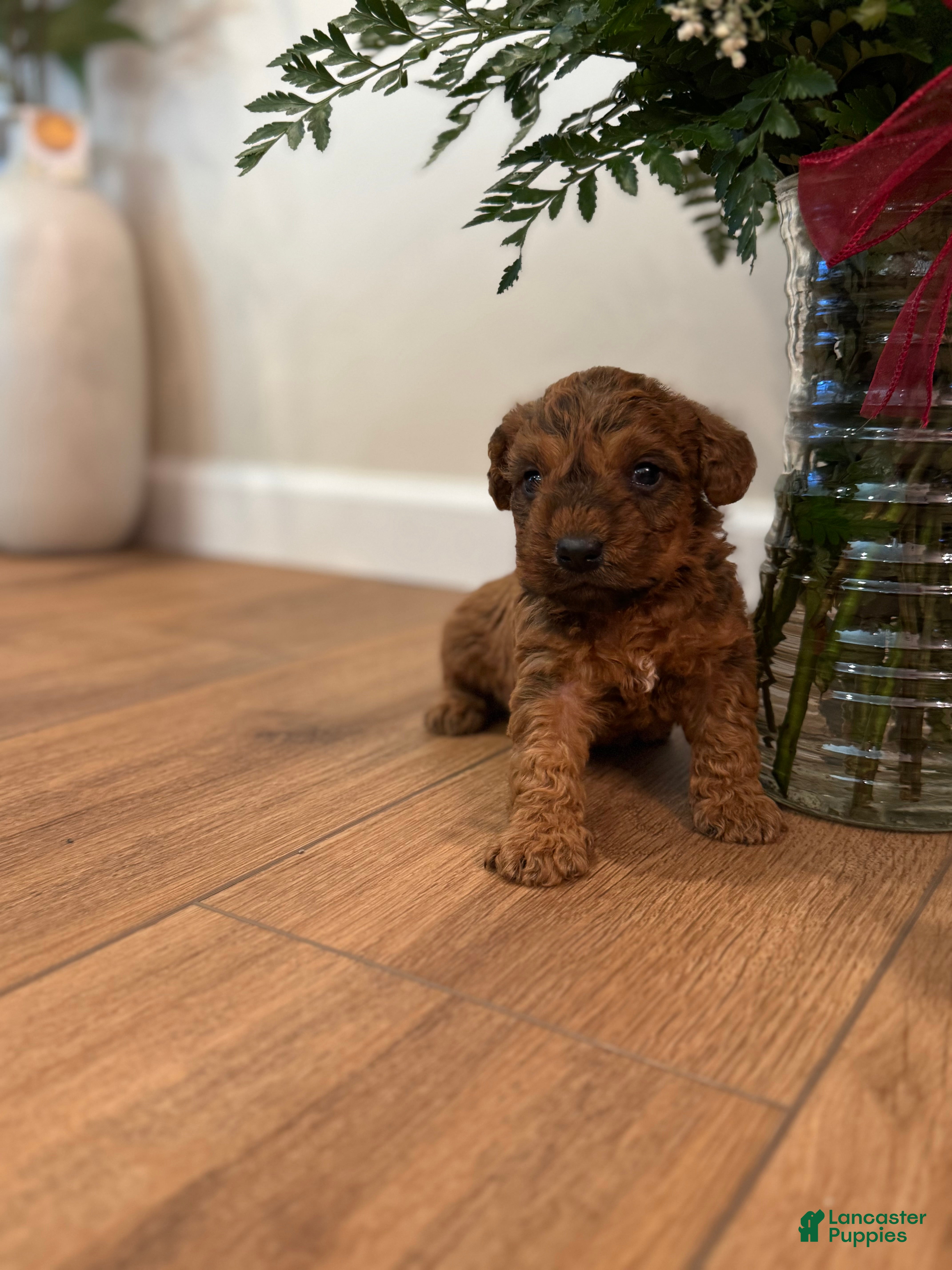 Schnoodle dogs Daniel  - Ad 26