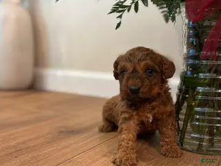 Schnoodle dogs Daniel - Ad 26