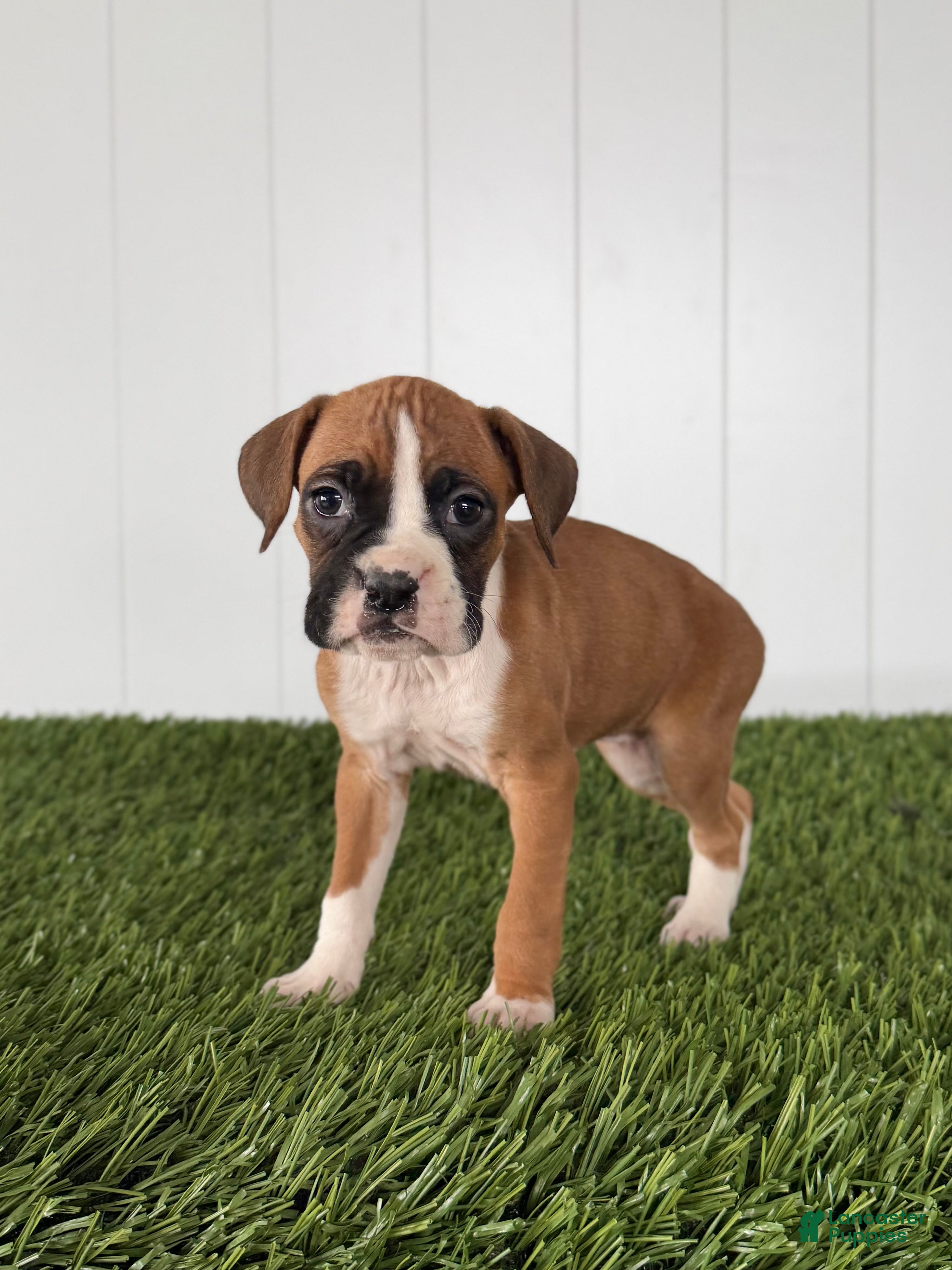 Boxer dogs Posey - Ad 1
