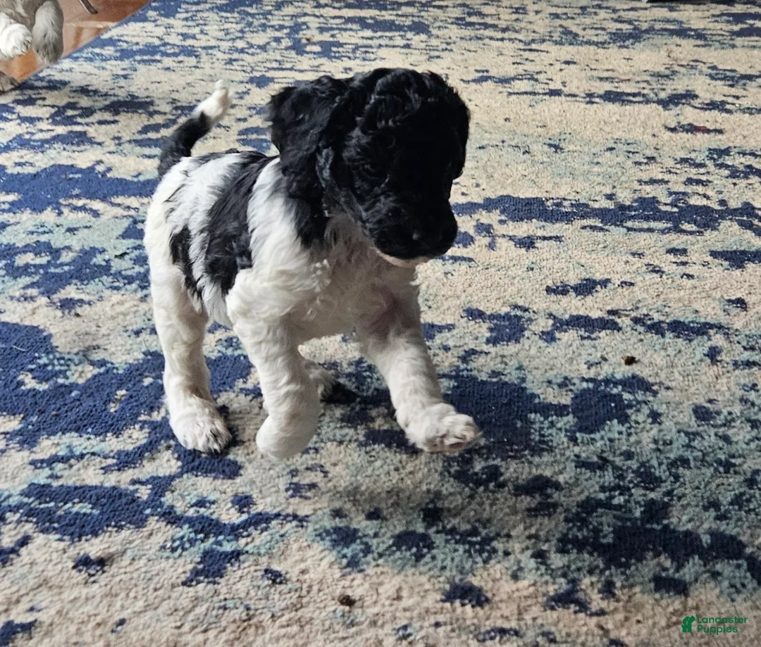 Goldendoodle dogs for sale: Goldendoodle Puppy 5 - Ad 1