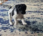 Goldendoodle Puppy 5