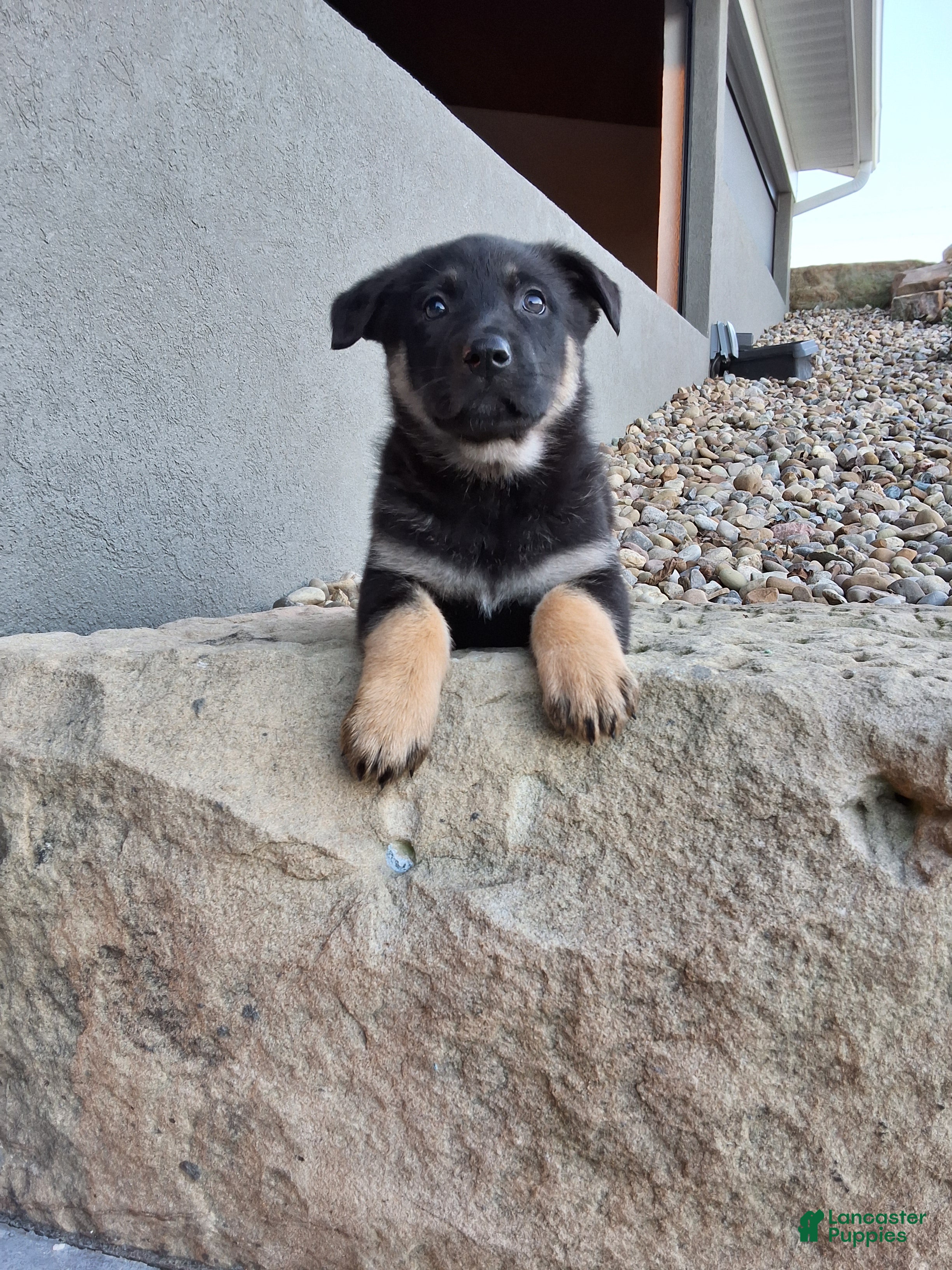 German Shepherd dogs Claudia  - Ad 1