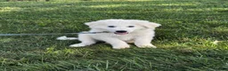 Great Pyrenees dogs for sale: Gordan - Ad 4