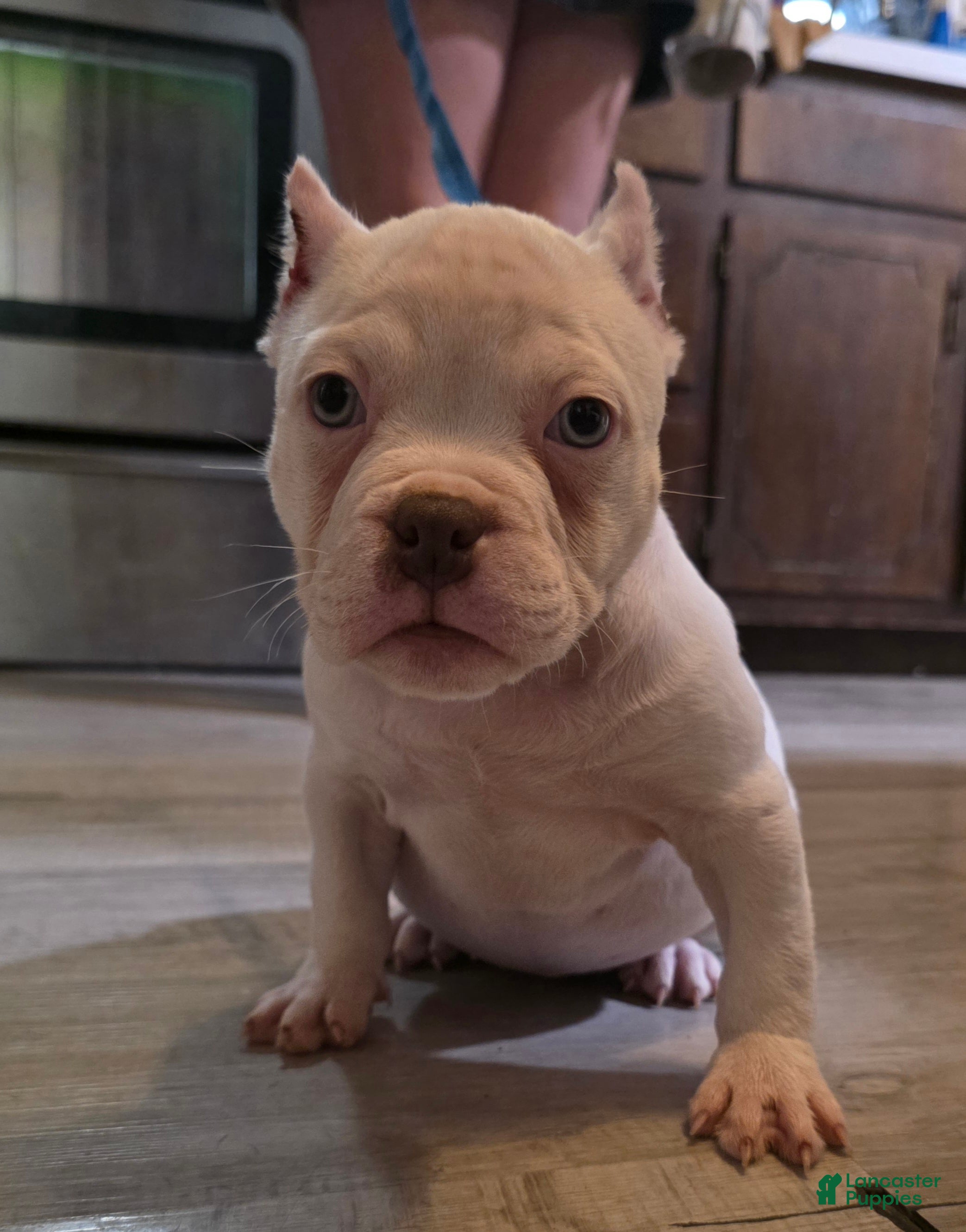 American Bully dogs Queen  - Ad 34