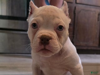 American Bully dogs Queen - Ad 35