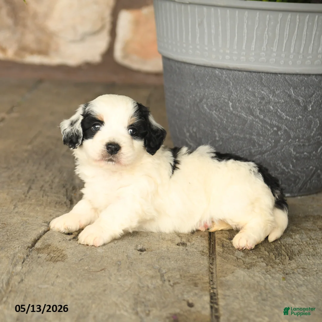 Mini Bernedoodle dogs for sale: Randy - Ad 2