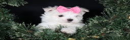 Maltese dogs for sale: ABBEY - Ad 11