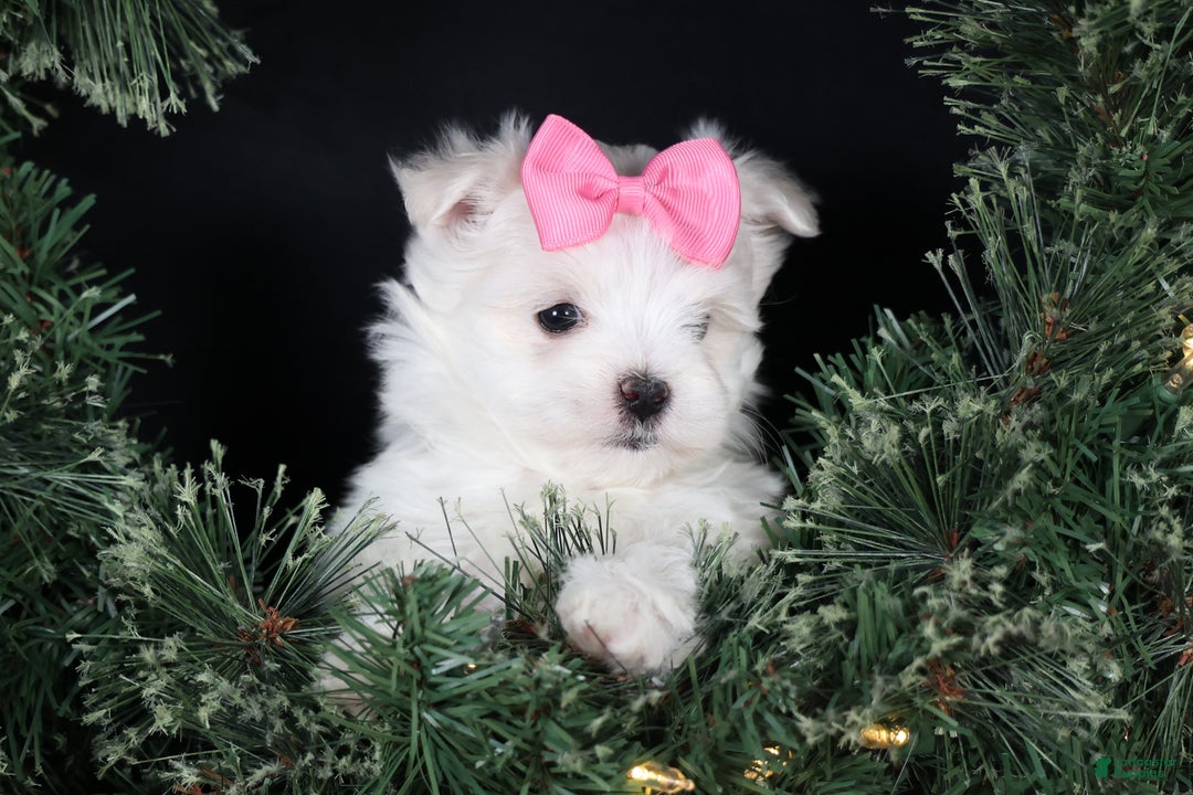 Maltese dogs for sale: ABBEY - Ad 11
