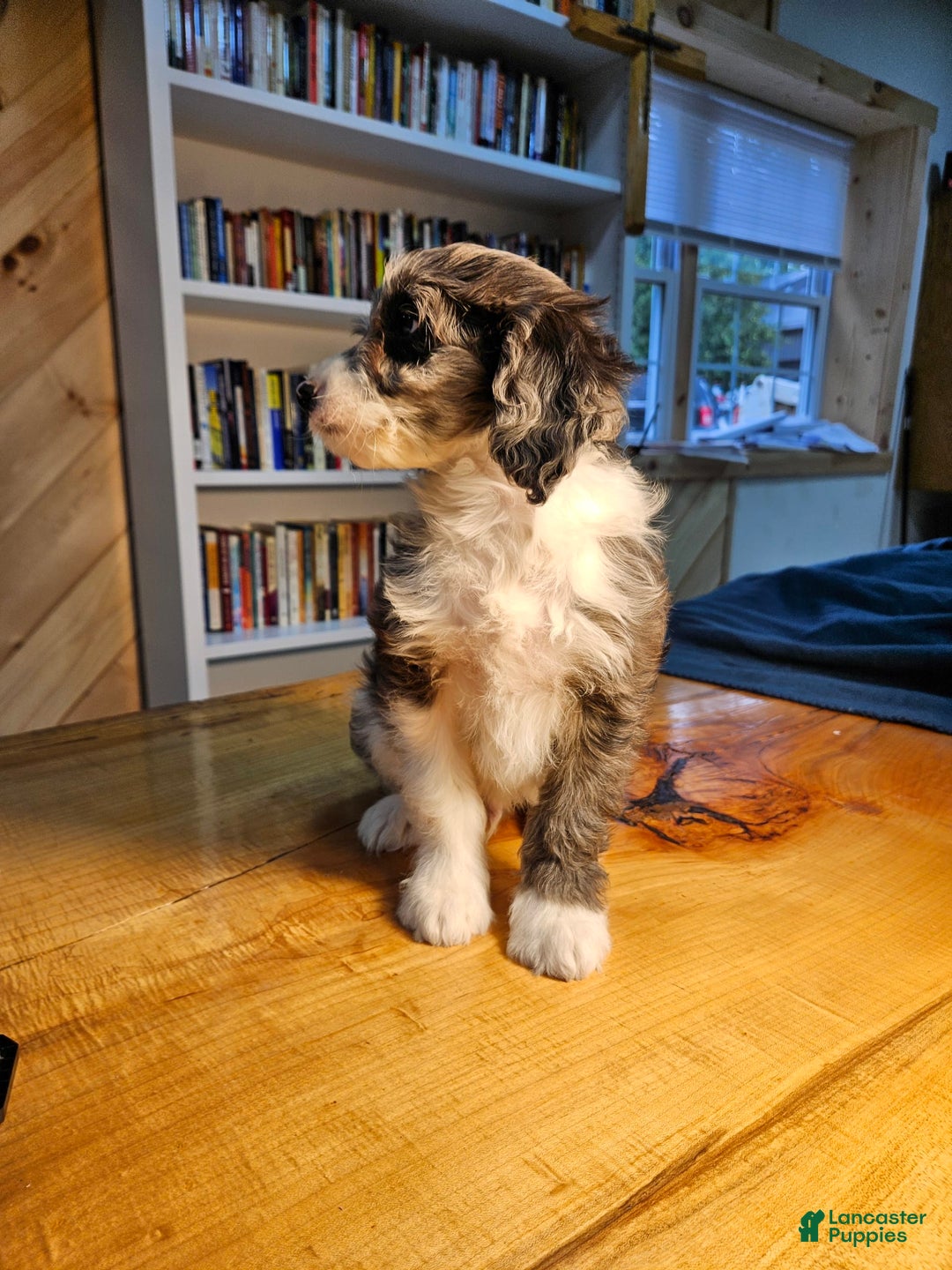 Mixed Breed dogs for sale: Harry - Ad 2