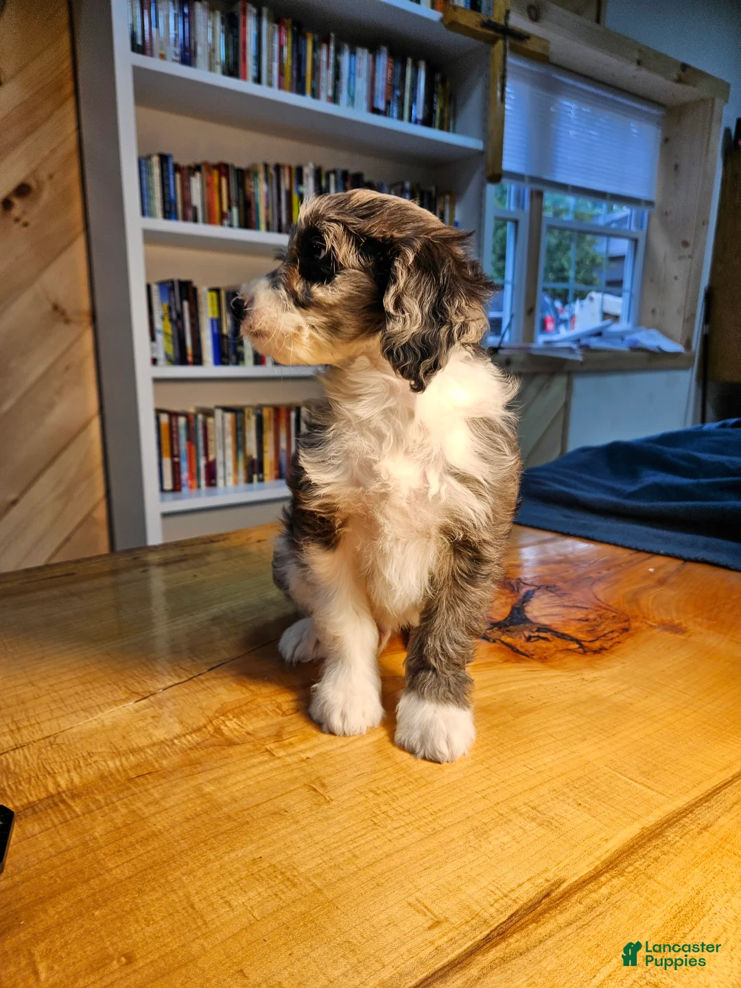 Mixed Breed dogs for sale: Harry - Ad 6