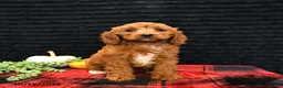 Cavapoo dogs for sale: Onxo - Ad 4