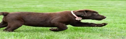 Labrador Retriever dogs for sale: Roxy - Ad 4