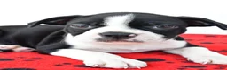 Boston Terrier dogs for sale: Ruger - Ad 3