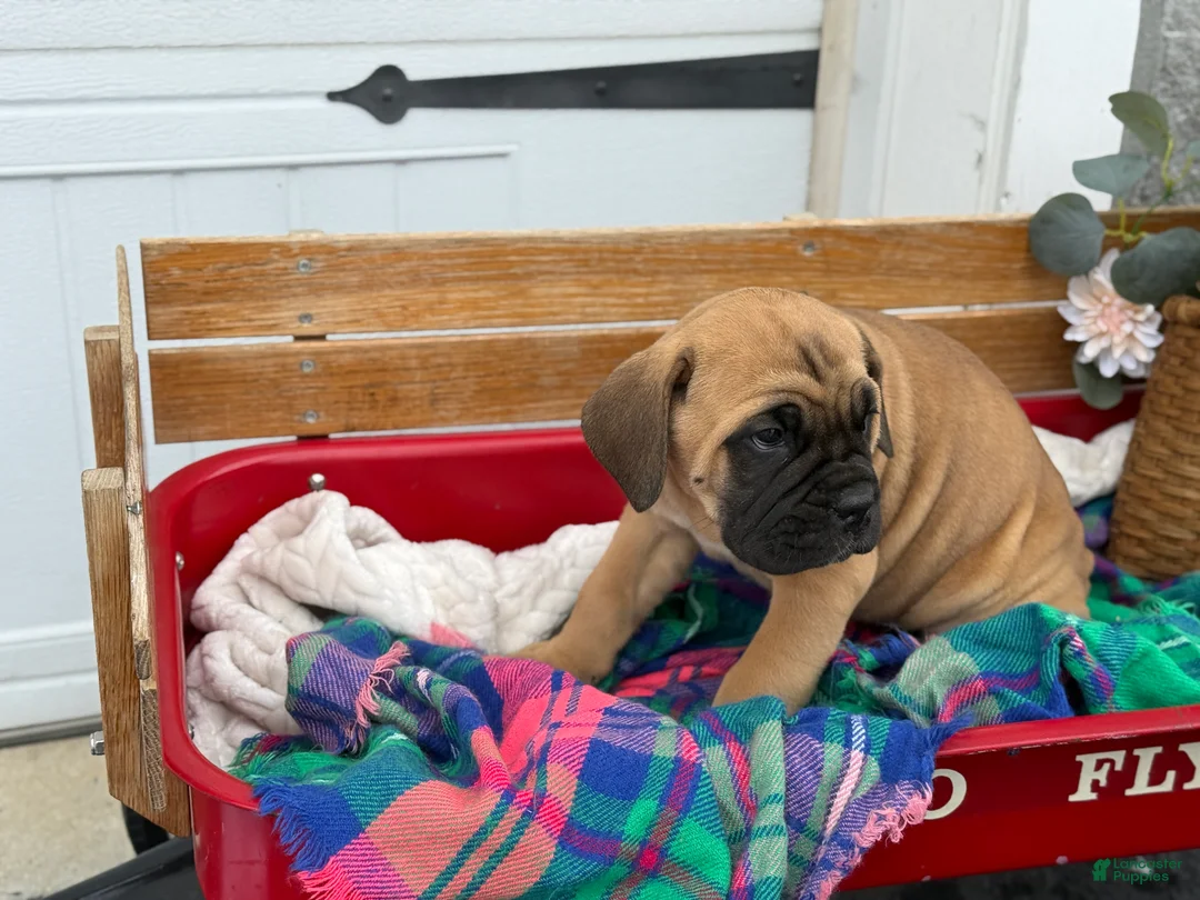 Cane Corso dogs for sale: Audrey - Ad 7