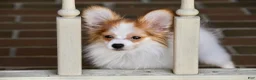 Papillon dogs for sale: Nerf - Ad 7