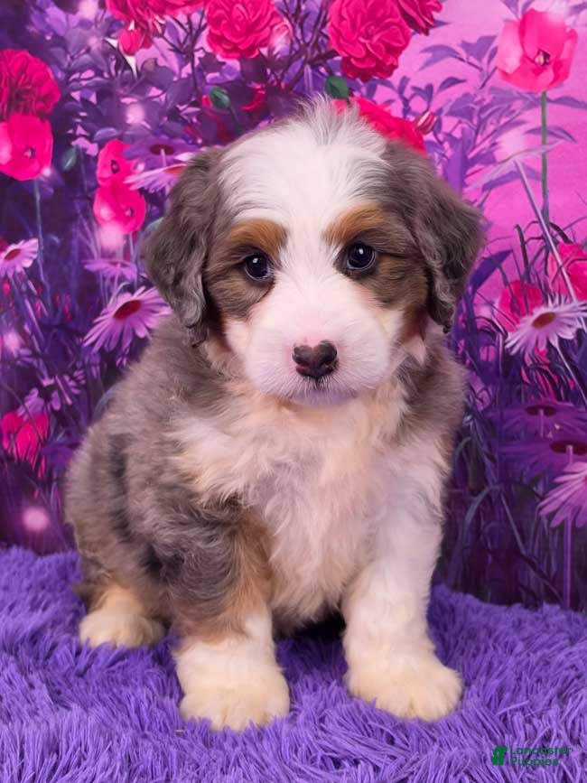 Mini Bernedoodle dogs Hubert - Ad 1