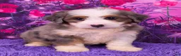 Mini Bernedoodle dogs for sale: Hubert - Ad 1