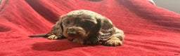 Miniature Dachshund dogs for sale: Miniature Dachshund Puppy Huey - Ad 7