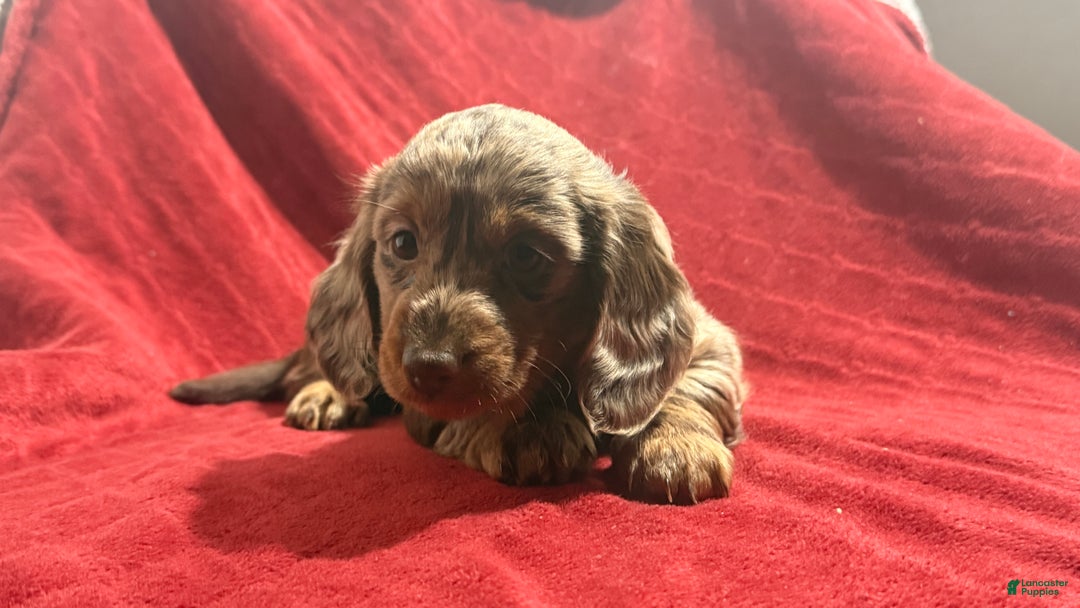 Miniature Dachshund dogs for sale: Miniature Dachshund Puppy Huey - Ad 7