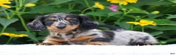 Miniature Dachshund dogs for sale: Brianni - Ad 5
