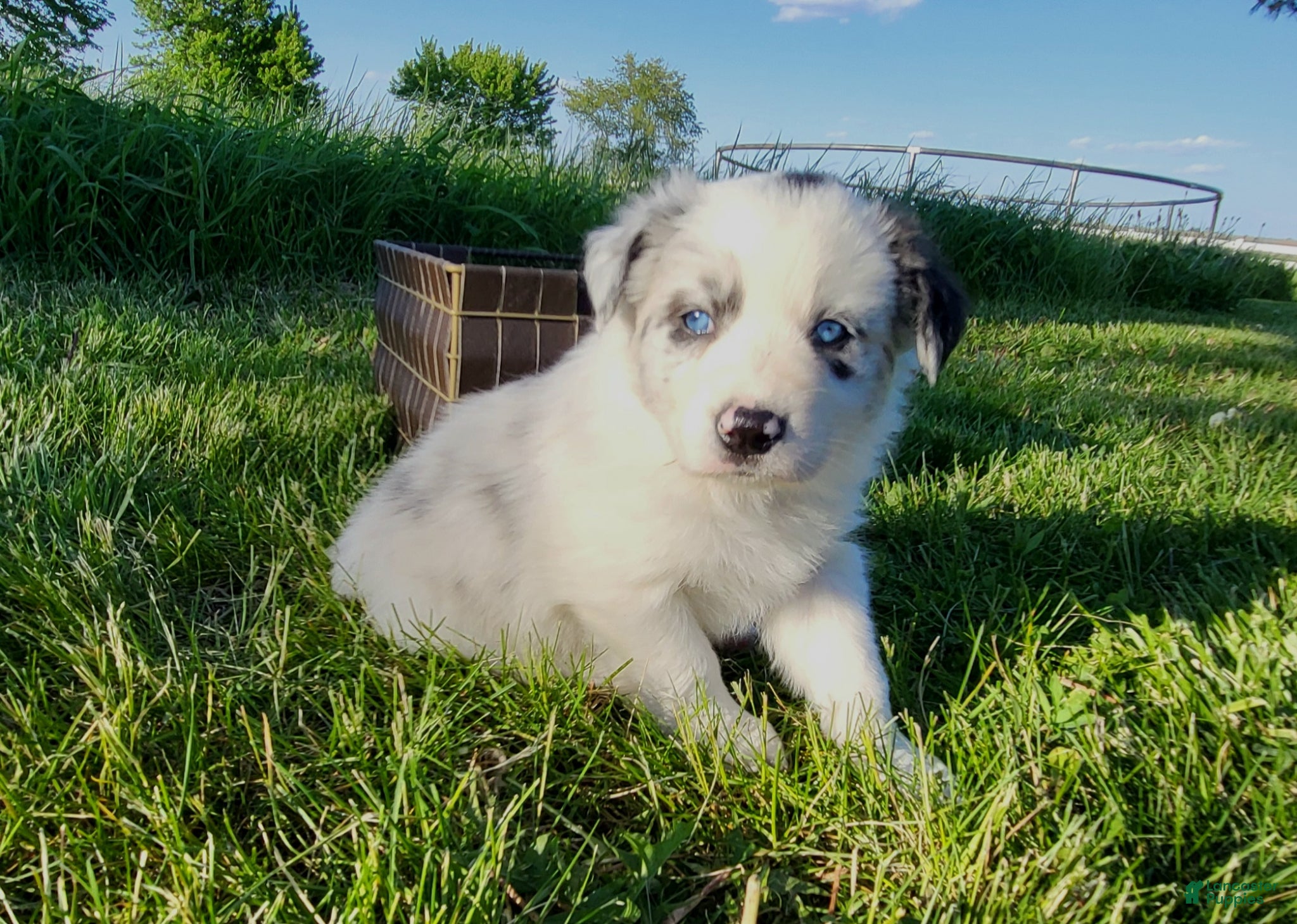 Border Collie dogs for sale: Border Collie Puppy 2 - MAV - Ad 1