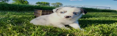Border Collie Puppy 2 - MAV