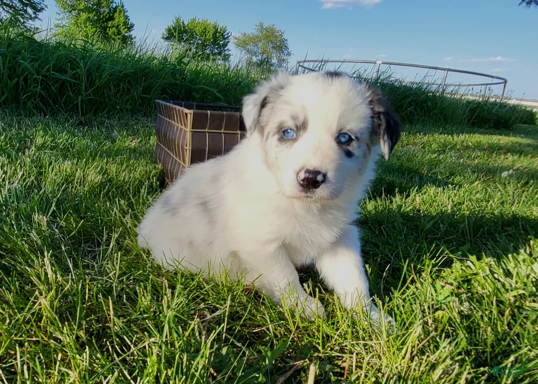Border Collie dogs for sale: Border Collie Puppy 2 - MAV - Ad 1