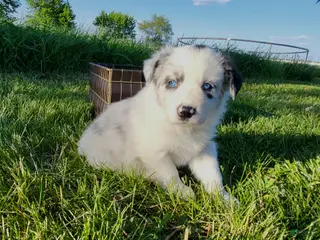 Border Collie dogs for sale: Border Collie Puppy 2 - MAV - Ad 1