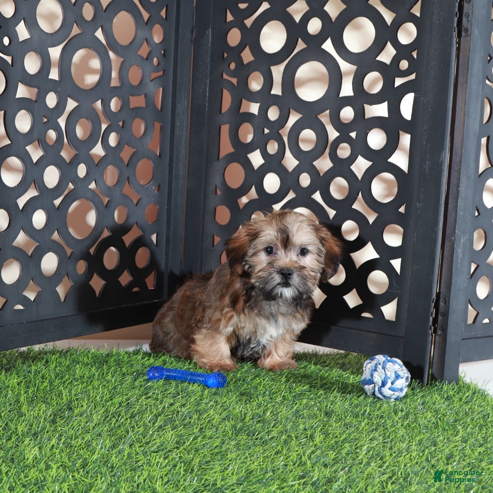 Shorkie dogs Tommy Sweetest Male Shorkie Puppy - Ad 2