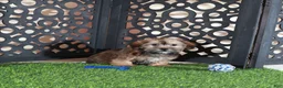 Shorkie dogs for sale: Tommy Sweetest Male Shorkie Puppy - Ad 2