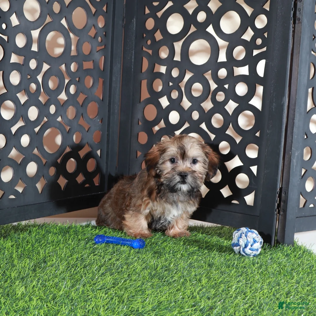Shorkie dogs for sale: Tommy Sweetest Male Shorkie Puppy - Ad 2