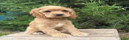 Cocker Spaniel dogs for sale: Jasper - Ad 5
