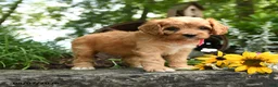 Cavapoo dogs for sale: Cutie - Ad 5